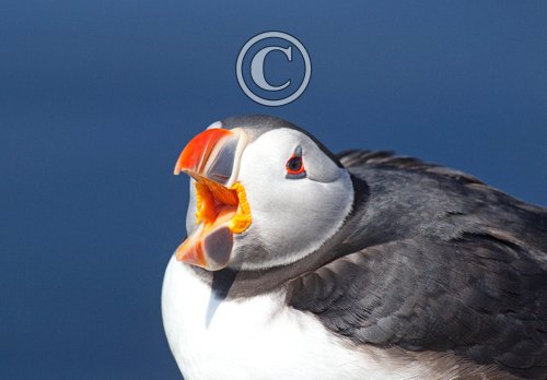 Puffin DM1497